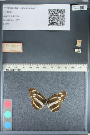 Media type: image;   Entomology 162378